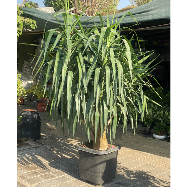 تصویر یوکا سایز 3 متری 