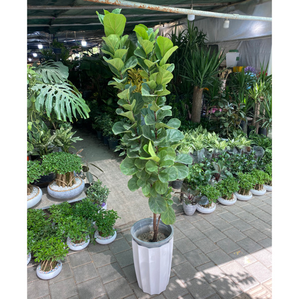 تصویر لیراتا 2 متری 