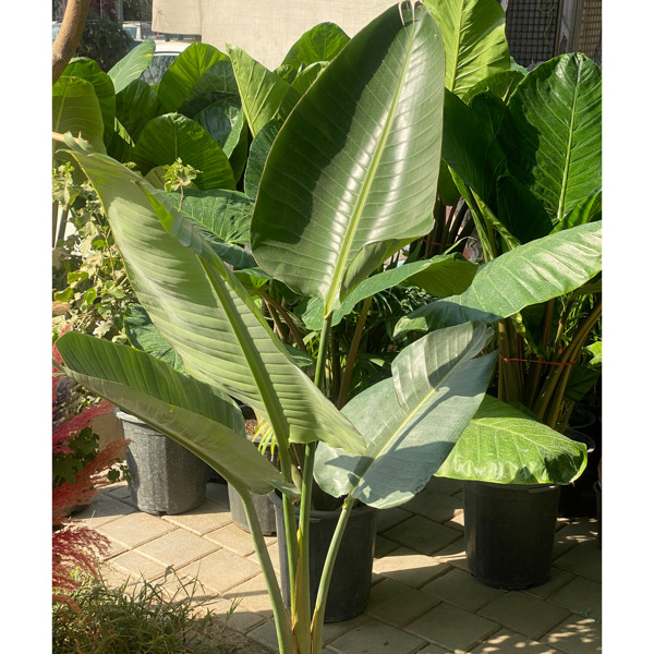 تصویر نخل نیکولای 