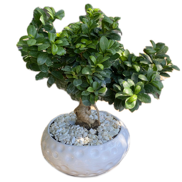 تصویر بونسای جنسینگ نیم متری 