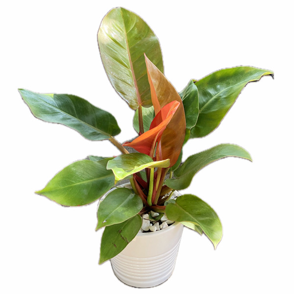 تصویر فیلندرون پرتقالی 