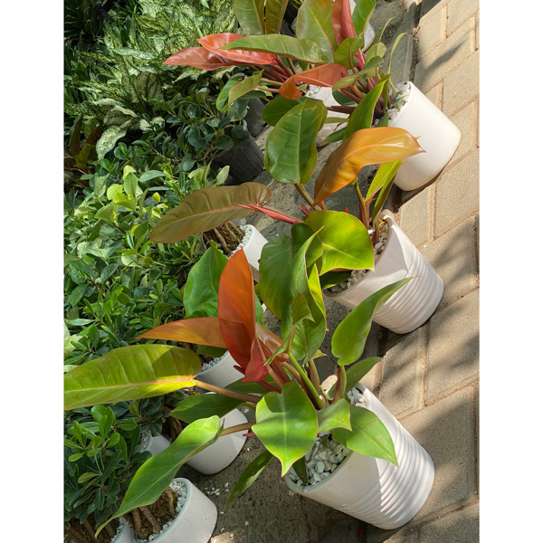 تصویر فیلندرون پرتقالی 