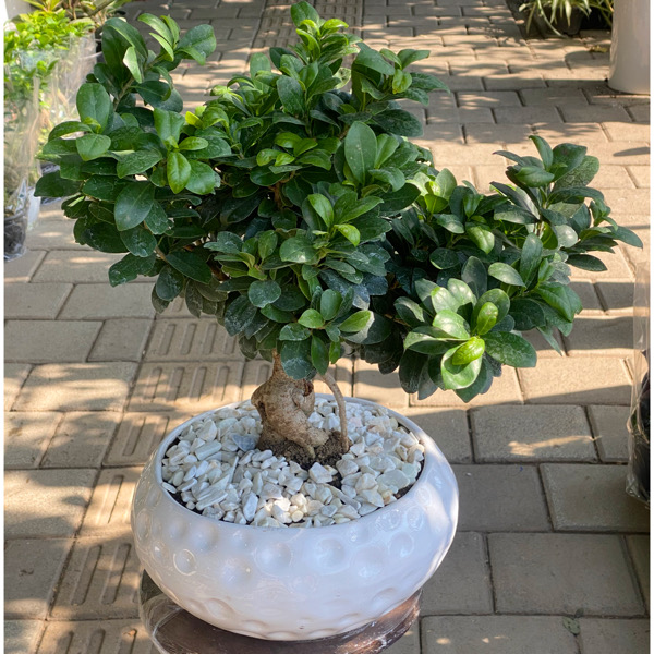 تصویر بونسای جنسینگ نیم متری 